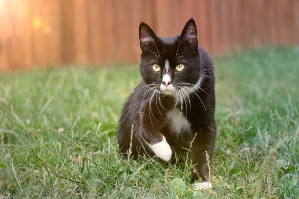 lindo gato tom esmoquin en un prado. - formal garden front or back yard gazebo night fotografías e imágenes de stock