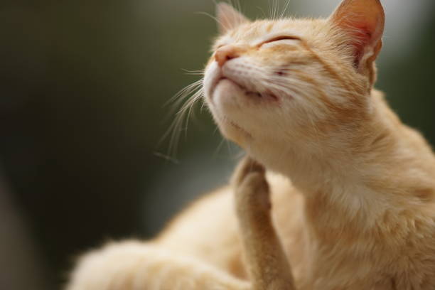 la zampa di gatto graffia dietro l'orecchio, ritratto di primo piano all'aperto. pulci e zecche negli animali domestici - flea foto e immagini stock