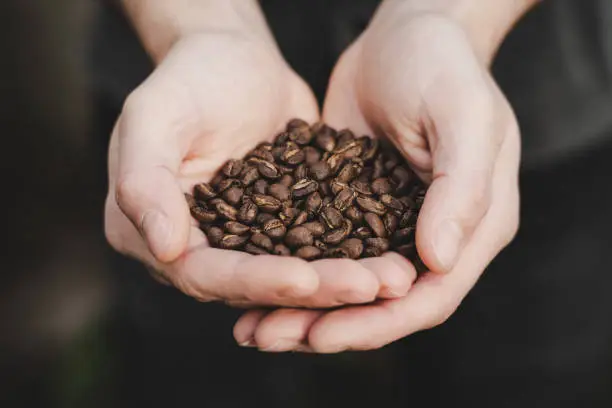 close up of mans hands holding roasted coffee beans with a neutral background colour