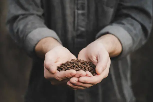mans hands held in front of him rolled up grey shirt holding roasted coffee beans
