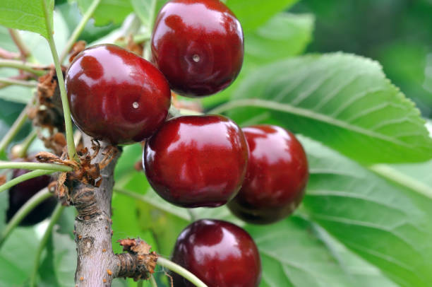 istock close-up of ripe cherries 1162200039