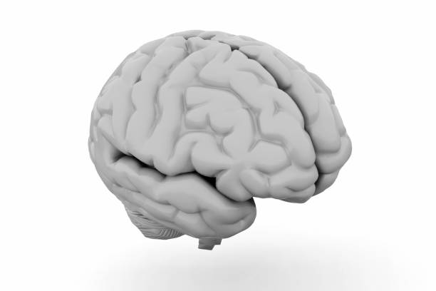 istock Human Brain isolated on white background. 3D illustration 1162200058