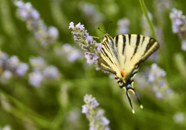 istock Close up shot of a butterfly 1162200153