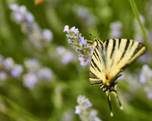 istock Close up shot of a butterfly 1162200156