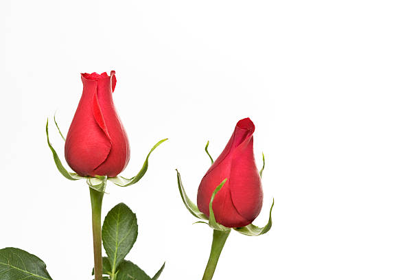Zwei rote Rose Knospen – Foto