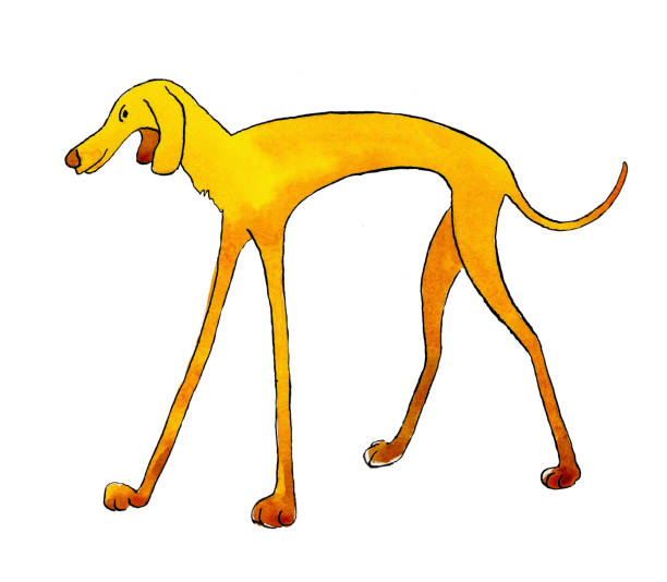 ilustrações, clipart, desenhos animados e ícones de cão raça longa-greyhound pernas. ilustração da aguarela no fundo branco - dachshund dog white background hunting dog