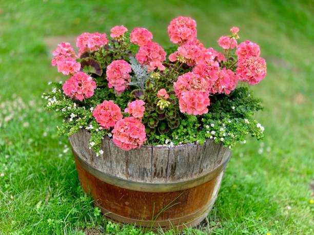 Pink Flowers in Wooden Barrel