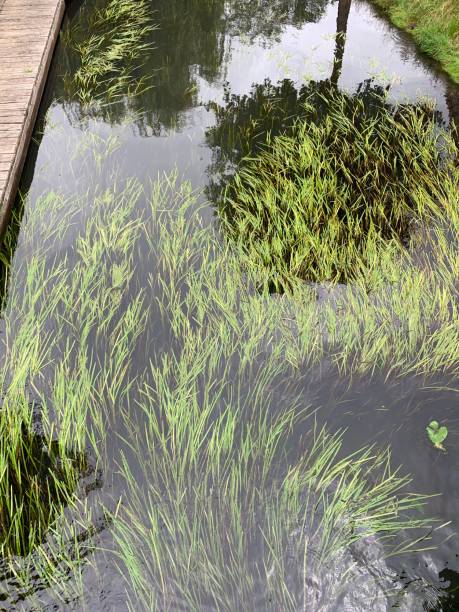 istock Plant in Water mirroring 1162201203