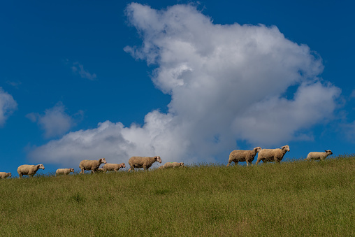 Sheep walking in a row on top of a dyke with clouds and blue sky  near Pilsum, Germany