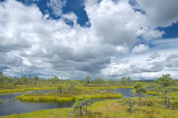 istock Blue swamp lakes surrounded by small pine and birch trees 1162202760