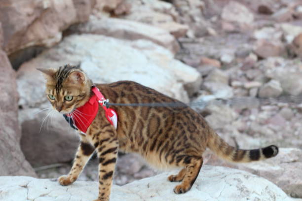 Stunning exotic leopard cat with gorgeous fur