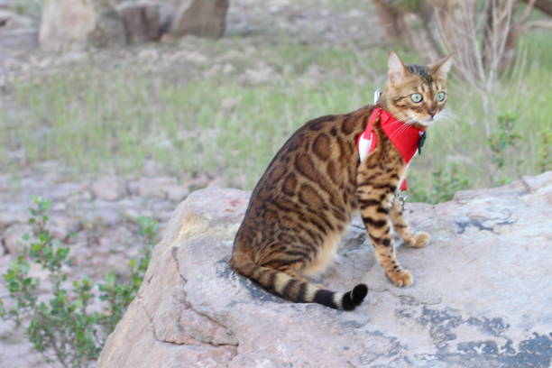 istock Stunning exotic leopard cat with gorgeous fur 1162202984