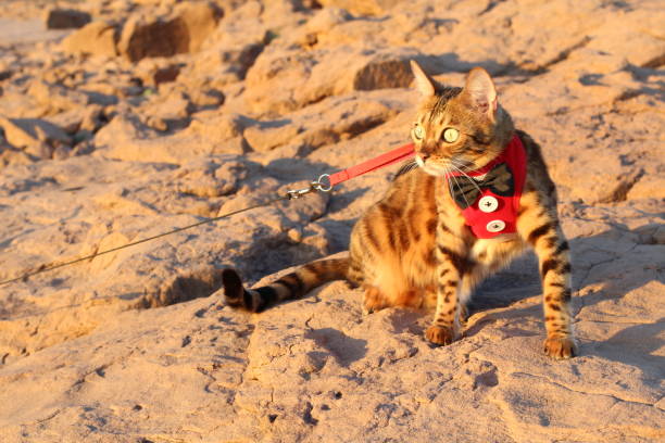 istock Exotic feline pet walking outside 1162202988