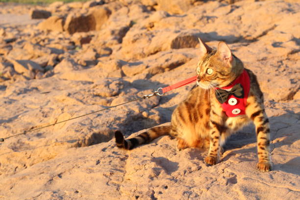 istock Attentive Exotic Cat with cool outfit outdoors 1162202997