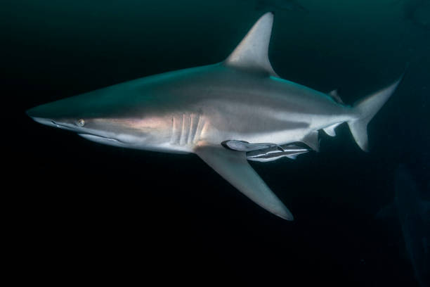 istock Carcharhinus limbatus 1162203727