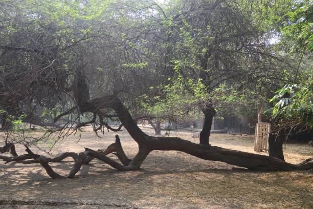 istock Image of African fallen tree trunks torn damage regrowing like raft style bonsai tree, branches becoming trunks, regeneration transformation needing tree surgeon 1162203867