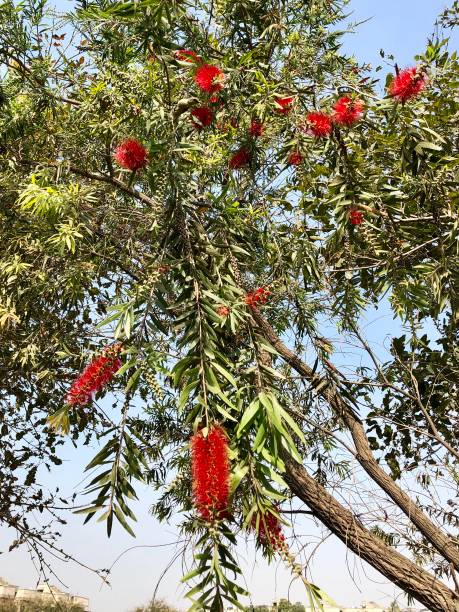 Image of flowering tropical red bottlebrush flowers (Callistemon citrinus 'Splendens'), exotic sub-tropical garden shrub with red bottle brush flowers, growing in sunny garden with large blooms and small green leaves, blue sky background Stock photo of tropical bottlebrush tree (Callistemon citrinus 'Splendens') with red bottle brush flowers pictured against a blue sky background. red flower trees callistemon citrinus stock pictures, royalty-free photos & images