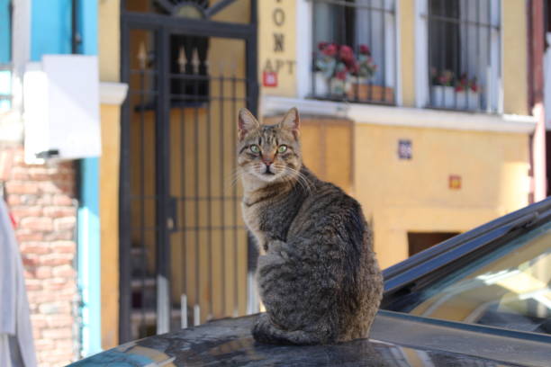 Close up cat in Balat, Istanbul
