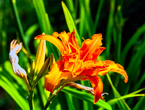 Hemerocallis fulva known as orange day-lily, tawny, tiger, railroad, roadside or fulvous daylily, also ditch, outhouse or wash-house lily is a species of daylily native to Asia