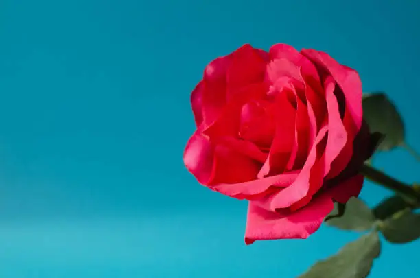 Photo of Pink coral rose on turquoise background.