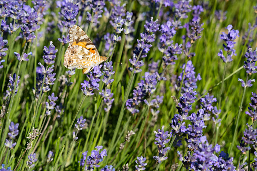 A colorful butterfly in the middle of a lavender field - nature in summer