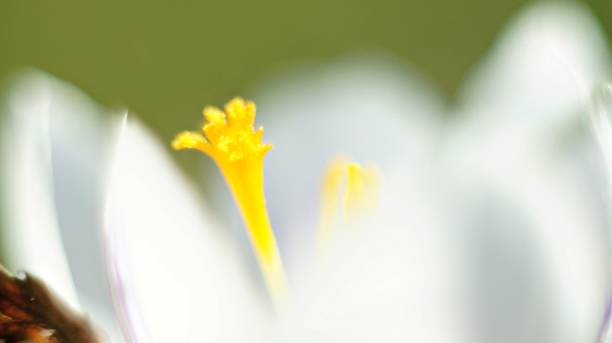 istock Beautiful macro natural white flower 1162205780