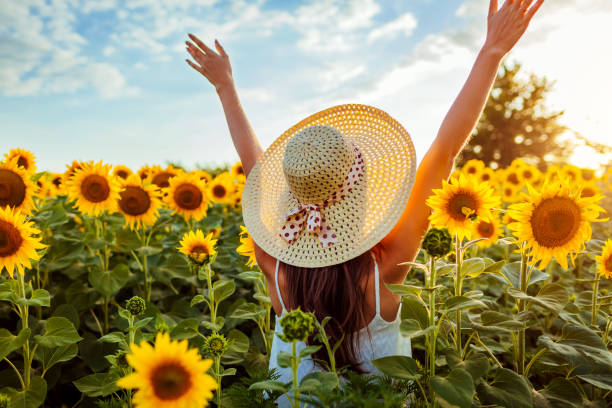 young woman walking in blooming sunflower field raising hands and having fun. summer vacation - sunflower field flower yellow imagens e fotografias de stock