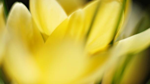 istock Beautiful macro natural yellow flower 1162206249