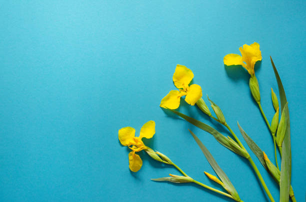 istock Yellow irises on a blue paper background. 1162207213