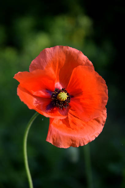 poppy flower sunlight
