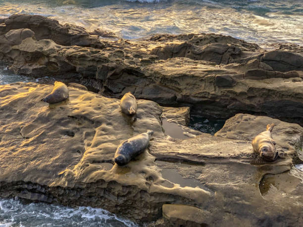 istock Sea lions & seals napping on the rock under the sunset 1162208481