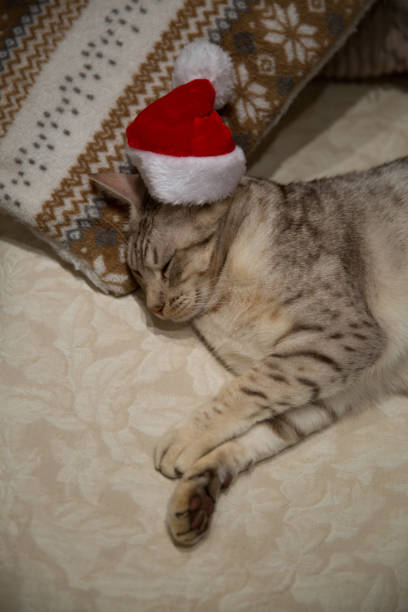 istock Cat ocicat in Christmas red hat, peacefully sleeping on the sofa on ornamented pillow. 1162209516