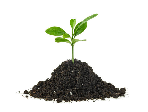 istock Green sprout growing isolated on a white background. Citrus plant. 1162212504