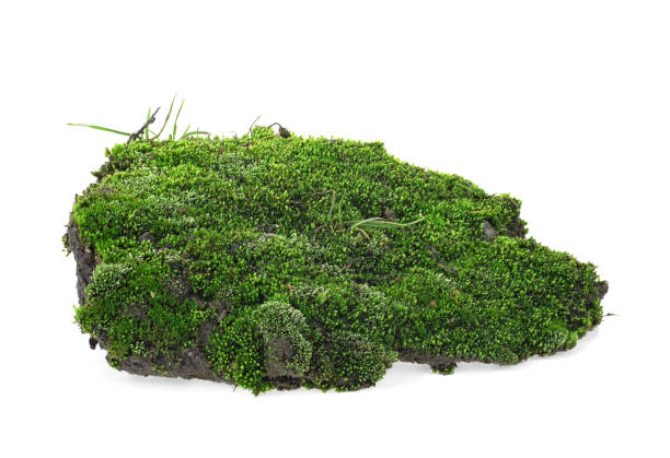 istock Wet green moss isolated on a white background 1162212523