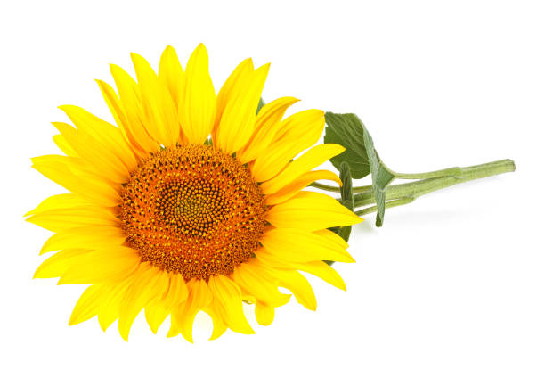 istock Sunflower with leaves isolated on a white background 1162212526