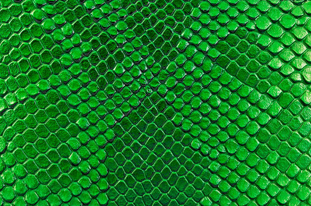 istock Green snake skin, as background. Reptile. 1162212527