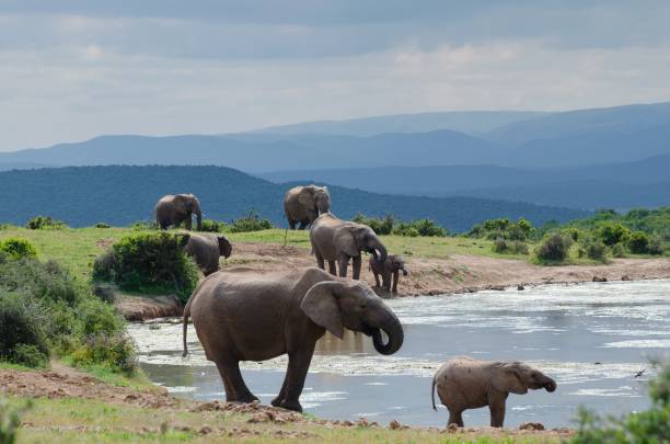 elefantes de grupo cerca de un lago, parque nacional de elefantes de addo sudáfrica - south africa addo animal elephant fotografías e imágenes de stock