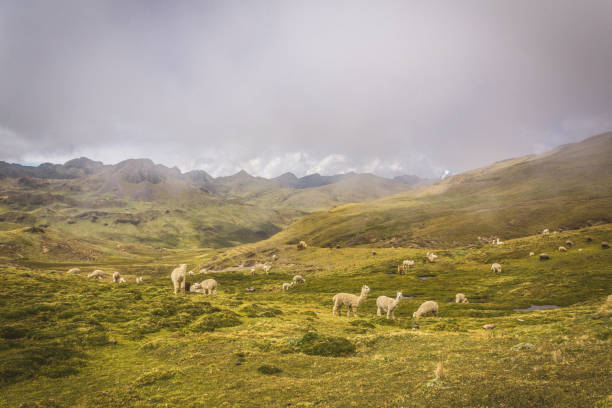 A lot of Llama a high altitude Camelid in Sajama National Park, Bolivia
