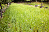 Field of Flax Plant