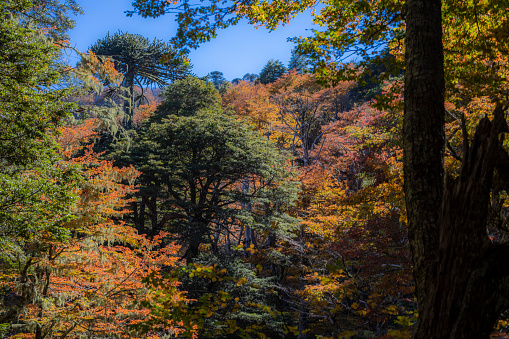 Conguillio National Park, considered as one of the best ten forest in the world is an amazing place for visiting during the Autumn Season when lots of colors come to Conguillio