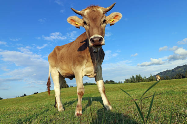 istock A pretty young brown dairy cow with horns and a bell 1162215145