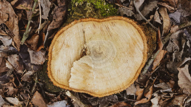 istock Top view of a felled tree stump in a forest 1162215772