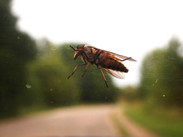 istock Fly on the glass macro shot 1162215773