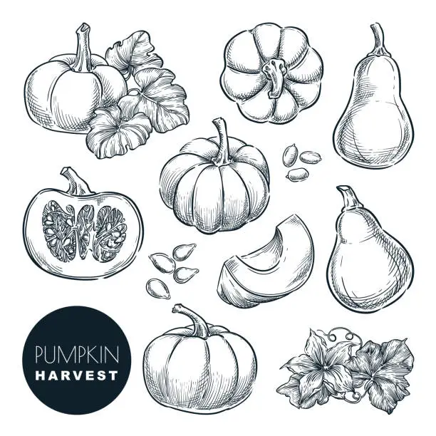 Vector illustration of Pumpkins sketch vector illustration. Autumn gourd harvest. Hand drawn agriculture, farm isolated design elements