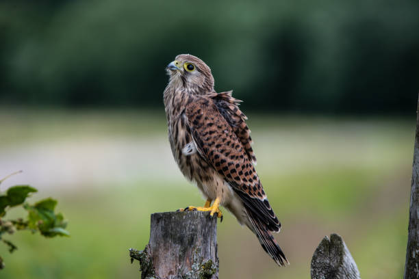 istock The young Kestrel perching on a wooden fence pole 1162216816