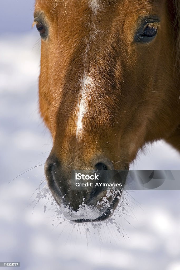 Winter horse Close up profile of a brown horse with snow on its whiskers. Animal Stock Photo