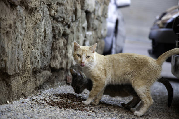 istock Street cats eating 1162218085