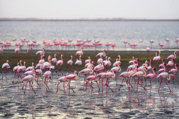 ナミビアのウォルビス湾にピンクのフラミンゴの大群 - walvis bay ストックフォトと画像