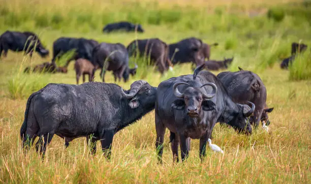 Herd of African cape buffalos grazing in Chobe National Park near the Chobe river in Botswana