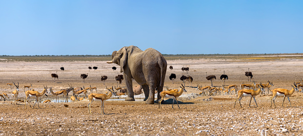Large panoramic african scenery with a dominant elephant and many ostrichs and gazelles at a waterhole in Etosha National Park, Namibia. Etosha is known for its waterholes overfilled with animals.
